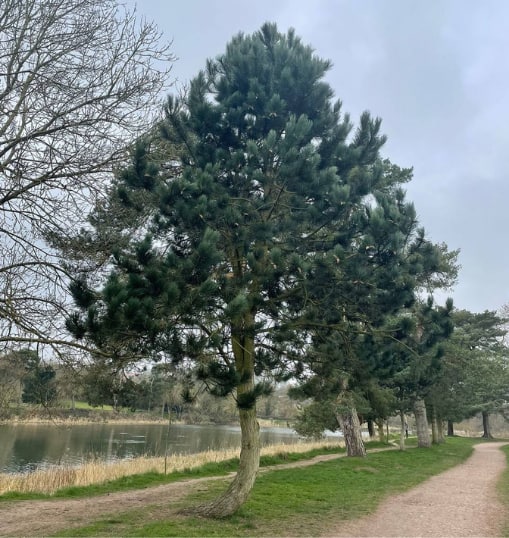 This is a photo of a Tree in Ramsgate that has recently had crown reduction carried out. Works are being undertaken by Ramsgate Tree Surgeons