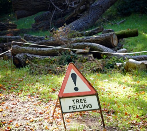 This is a photo of tree felling being carried out in Ramsgate. All works are being undertaken by Ramsgate Tree Surgeons