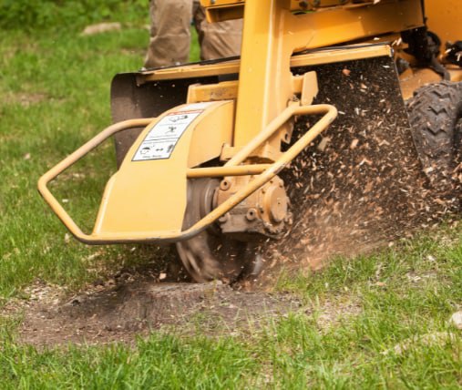 This is a photo of stump grinding being carried out in Ramsgate. All works are being undertaken by Ramsgate Tree Surgeons