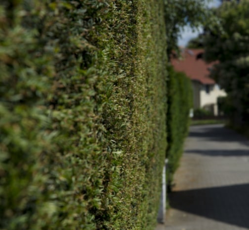 This is a photo of a hedge that has just been cut in Ramsgate. All works are being undertaken by Ramsgate Tree Surgeons