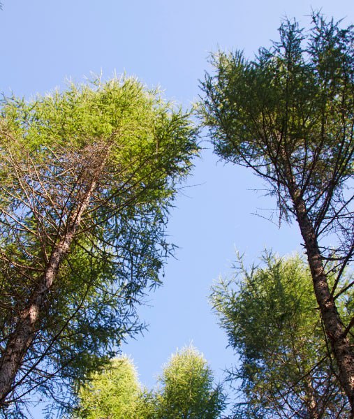 This is a photo of over grown trees needing crown reduction in Ramsgate.