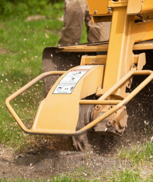 This is a photo of stump grinding being carried out in Ramsgate. All works are being undertaken by Ramsgate Tree Surgeons