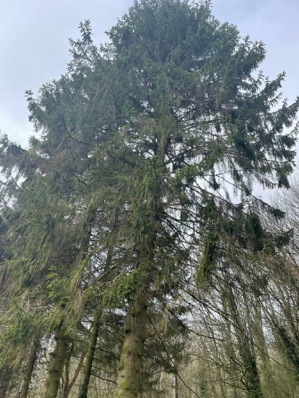 This is a photo of tree felling being crowned in Ramsgate. All works are being undertaken by Ramsgate Tree Surgeons